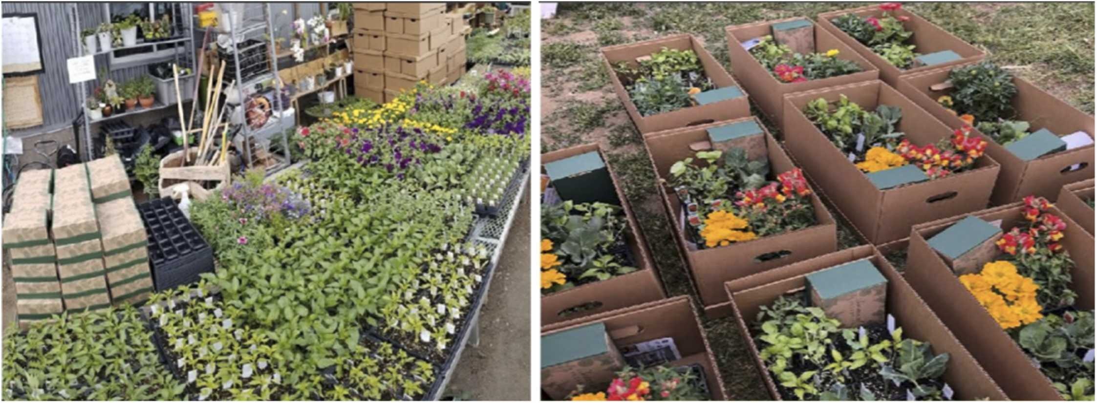 Pandemic gardening: A narrative review, vignettes and implications for future research